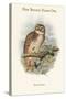 Ninox Odiosa - New Britain Hawk-Owl-John Gould-Stretched Canvas