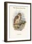 Ninox Odiosa - New Britain Hawk-Owl-John Gould-Framed Art Print