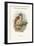 Ninox Odiosa - New Britain Hawk-Owl-John Gould-Framed Art Print