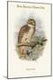Ninox Odiosa - New Britain Hawk-Owl-John Gould-Mounted Art Print