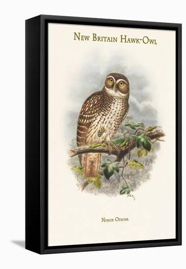 Ninox Odiosa - New Britain Hawk-Owl-John Gould-Framed Stretched Canvas