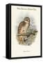 Ninox Odiosa - New Britain Hawk-Owl-John Gould-Framed Stretched Canvas