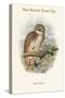 Ninox Odiosa - New Britain Hawk-Owl-John Gould-Stretched Canvas