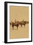 Ninth U.S. Cavalry--Famous Colored Regiment--Draw Sabers!-Strohmeyer & Wyman-Framed Art Print