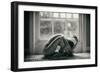 Nip and Tuck-Paul-Framed Giclee Print