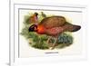 Nipaulese Horned Pheasant-Birds Of Asia-John Gould-Framed Art Print