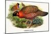 Nipaulese Horned Pheasant-Birds Of Asia-John Gould-Mounted Premium Giclee Print