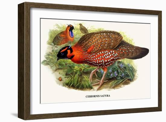 Nipaulese Horned Pheasant-Birds Of Asia-John Gould-Framed Art Print