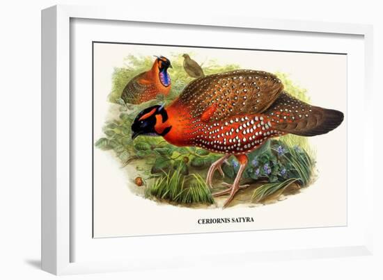 Nipaulese Horned Pheasant-Birds Of Asia-John Gould-Framed Art Print