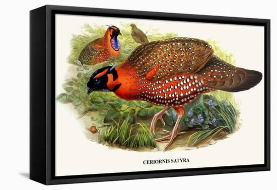 Nipaulese Horned Pheasant-Birds Of Asia-John Gould-Framed Stretched Canvas