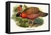 Nipaulese Horned Pheasant-Birds Of Asia-John Gould-Framed Stretched Canvas