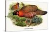 Nipaulese Horned Pheasant-Birds Of Asia-John Gould-Stretched Canvas