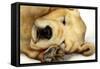 Nipper Nap-Will Bullas-Framed Stretched Canvas