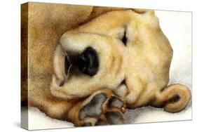 Nipper Nap-Will Bullas-Stretched Canvas