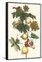 Nipple Fruit with a Leaf Mantus-Maria Sibylla Merian-Framed Stretched Canvas