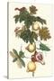 Nipple Fruit with a Leaf Mantus-Maria Sibylla Merian-Stretched Canvas