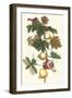 Nipple Fruit with a Leaf Mantus-Maria Sibylla Merian-Framed Art Print