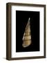 Niso Excolpa-Paul Starosta-Framed Photographic Print