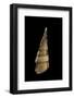 Niso Excolpa-Paul Starosta-Framed Photographic Print