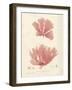 Nitophyllum greville-Henry Bradbury-Framed Giclee Print