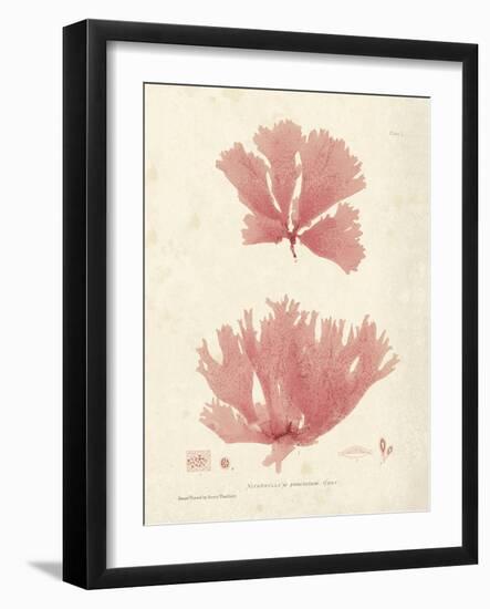 Nitophyllum greville-Henry Bradbury-Framed Giclee Print