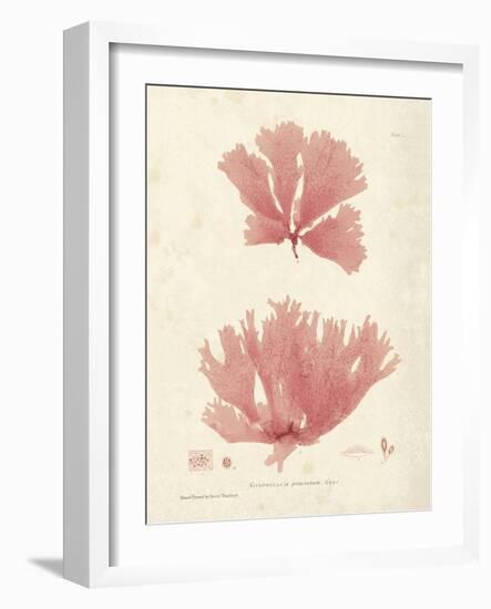 Nitophyllum greville-Henry Bradbury-Framed Giclee Print