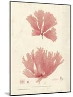 Nitophyllum greville-Henry Bradbury-Mounted Giclee Print