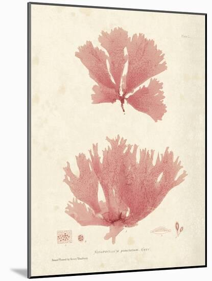 Nitophyllum greville-Henry Bradbury-Mounted Giclee Print