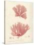 Nitophyllum greville-Henry Bradbury-Stretched Canvas