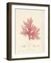 Nitophyllum hilliae-Henry Bradbury-Framed Giclee Print