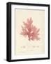 Nitophyllum hilliae-Henry Bradbury-Framed Giclee Print