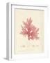 Nitophyllum hilliae-Henry Bradbury-Framed Giclee Print