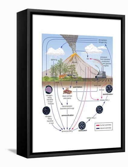 Nitrogen Cycle, Biosphere, Atmosphere, Earth Sciences-Encyclopaedia Britannica-Framed Stretched Canvas