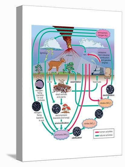 Nitrogen Cycle, Biosphere, Atmosphere, Earth Sciences-Encyclopaedia Britannica-Stretched Canvas