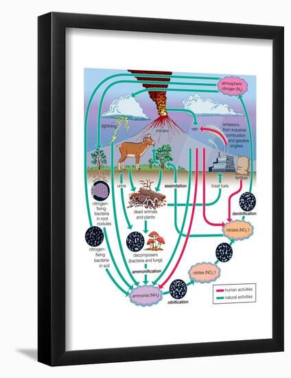 Nitrogen Cycle, Biosphere, Atmosphere, Earth Sciences-Encyclopaedia Britannica-Framed Poster