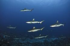 Grey Reef Shark Carcharhinus Amblyrhynchos-nitrogenic.com-Photographic Print