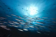 Grey Reef Shark Carcharhinus Amblyrhynchos-nitrogenic.com-Photographic Print