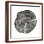 Brown Frame