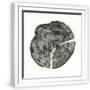 White Frame