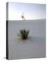 Nm, White Sands Natl Monument, Yucca Plant-Walter Bibikow-Stretched Canvas