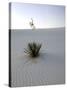 Nm, White Sands Natl Monument, Yucca Plant-Walter Bibikow-Stretched Canvas