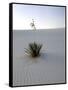 Nm, White Sands Natl Monument, Yucca Plant-Walter Bibikow-Framed Stretched Canvas