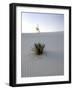 Nm, White Sands Natl Monument, Yucca Plant-Walter Bibikow-Framed Photographic Print