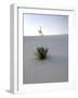 Nm, White Sands Natl Monument, Yucca Plant-Walter Bibikow-Framed Photographic Print