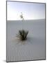 Nm, White Sands Natl Monument, Yucca Plant-Walter Bibikow-Mounted Photographic Print