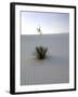 Nm, White Sands Natl Monument, Yucca Plant-Walter Bibikow-Framed Photographic Print