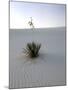 Nm, White Sands Natl Monument, Yucca Plant-Walter Bibikow-Mounted Photographic Print