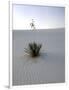 Nm, White Sands Natl Monument, Yucca Plant-Walter Bibikow-Framed Photographic Print