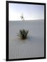 Nm, White Sands Natl Monument, Yucca Plant-Walter Bibikow-Framed Photographic Print