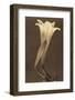 No. 1 by Tina Modotti-null-Framed Photographic Print